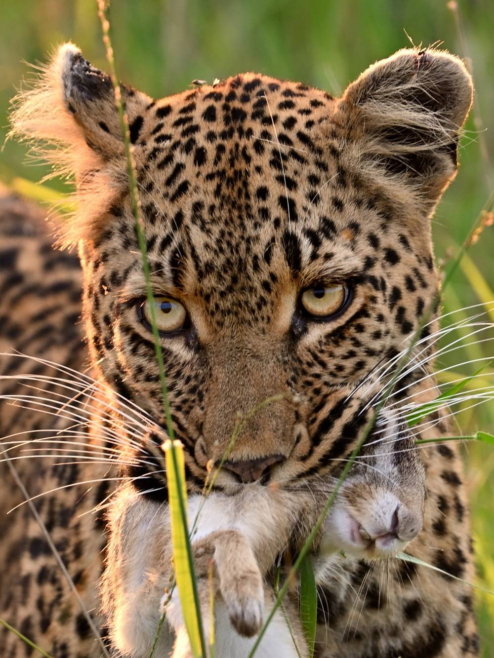 Leopard