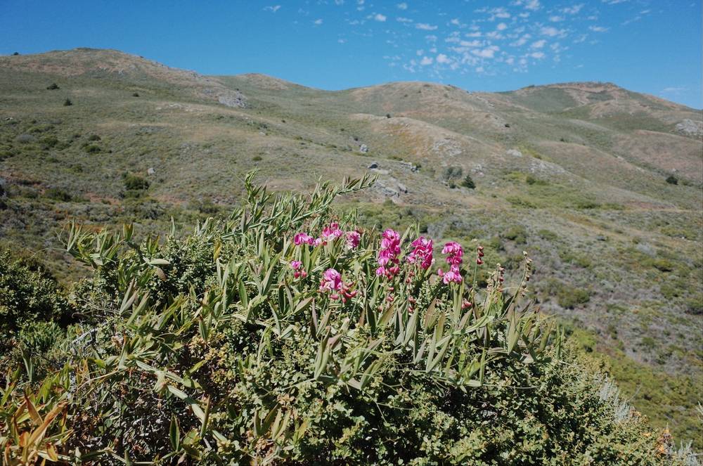 Rodeo Beach, Coastal and Miwok Loop