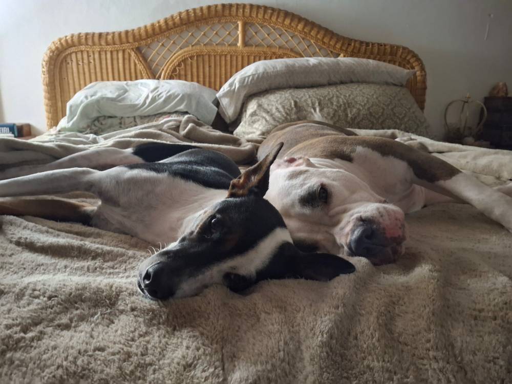 Zahra + Franki