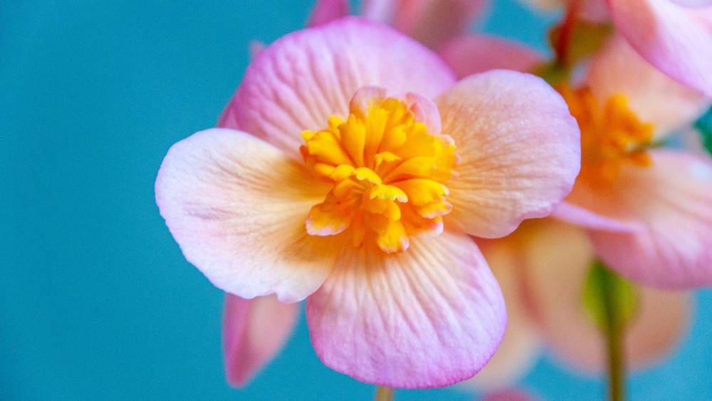 Begonia