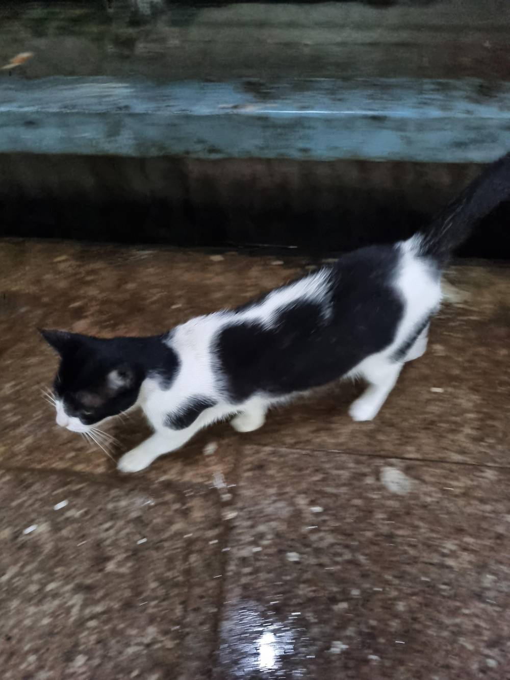 black and white cat 