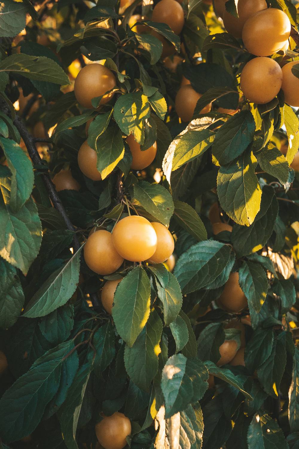 A fruit tree heavily laden with round, golden yellow mirabelle plums surrounding dark green foliage in bright sunlight.