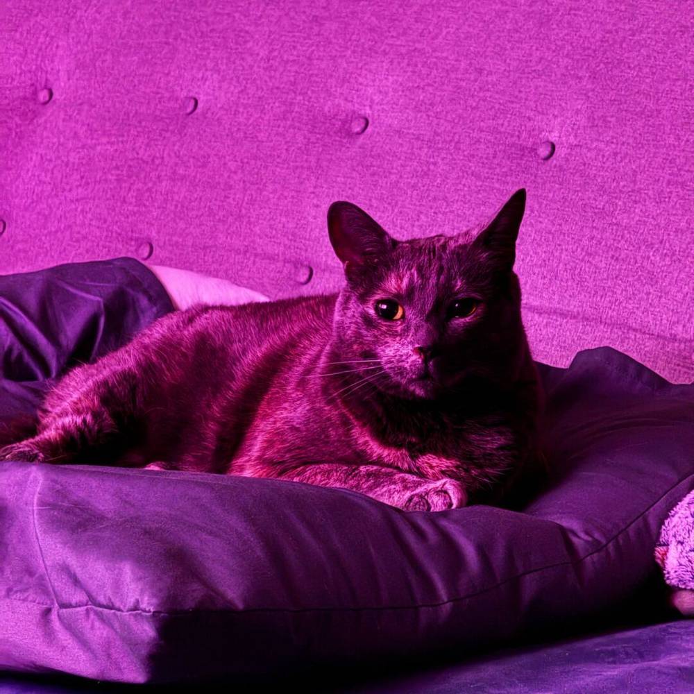 pink kitty