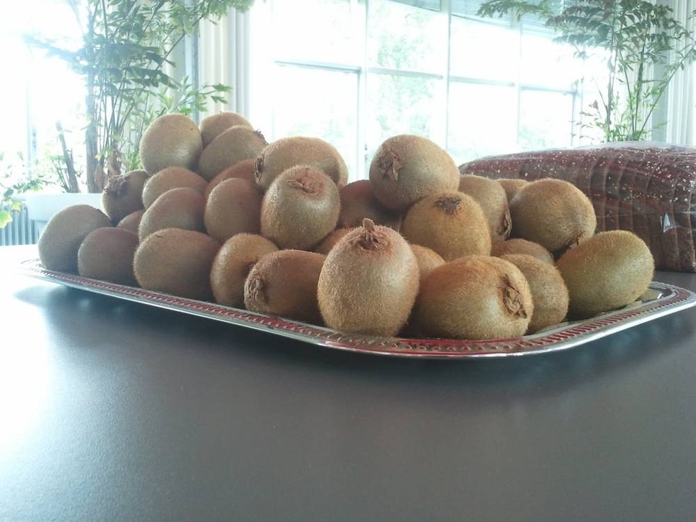 A tray piled high with kiwi fruit sits on an office table.