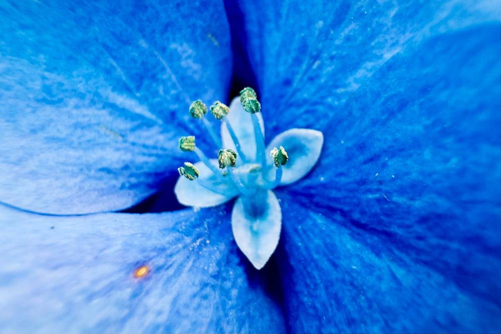 Kind of blue!