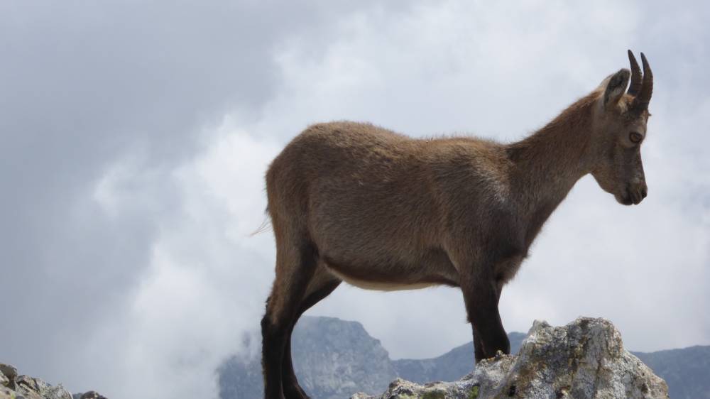 Chamois, photo 2 of 2