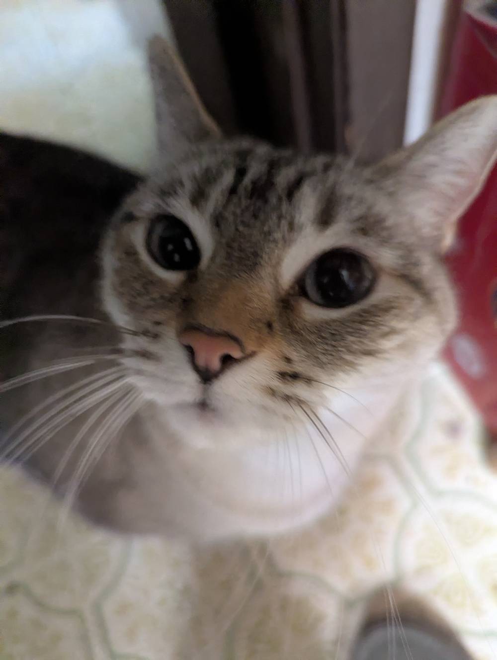 blurry close-up of a tabby point cat
