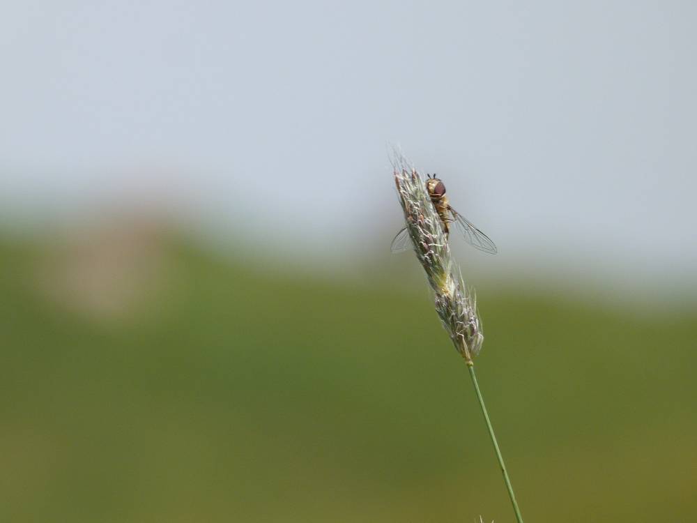 fly