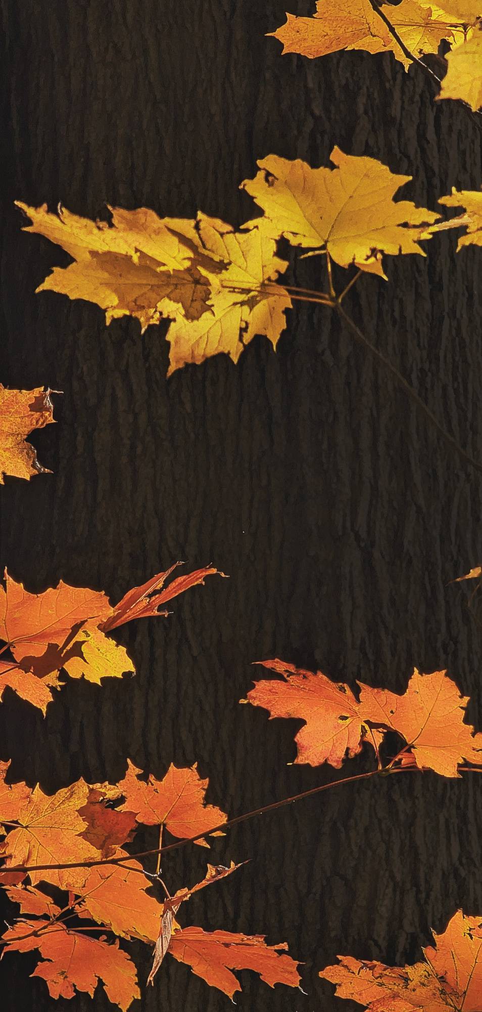 Why don't you make like a tree…