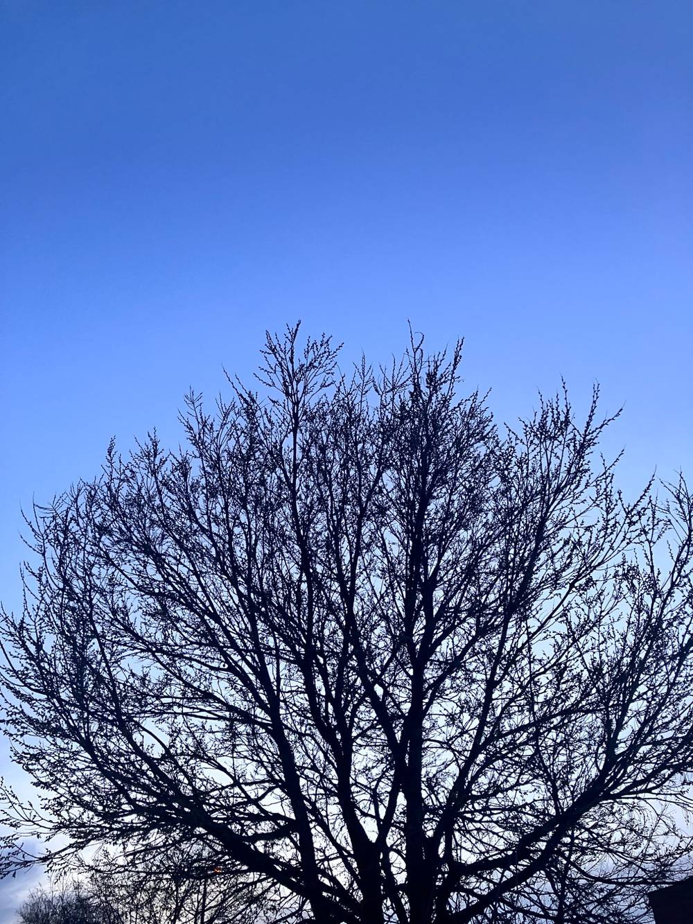 Bluesky covered by a tree