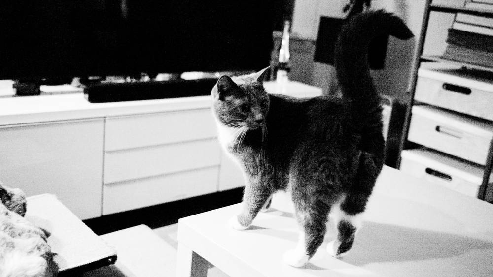 Purr