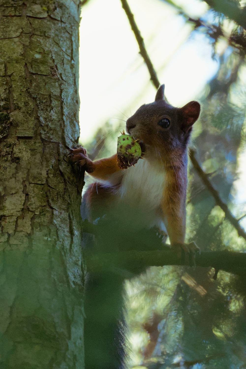 Spiky snack