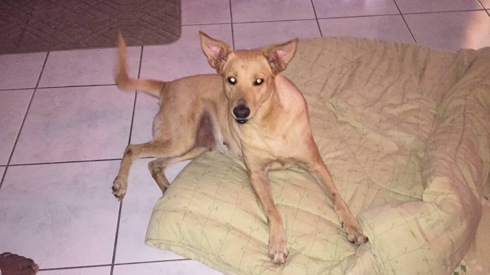 Vienna.. The girl who made me a dog mom