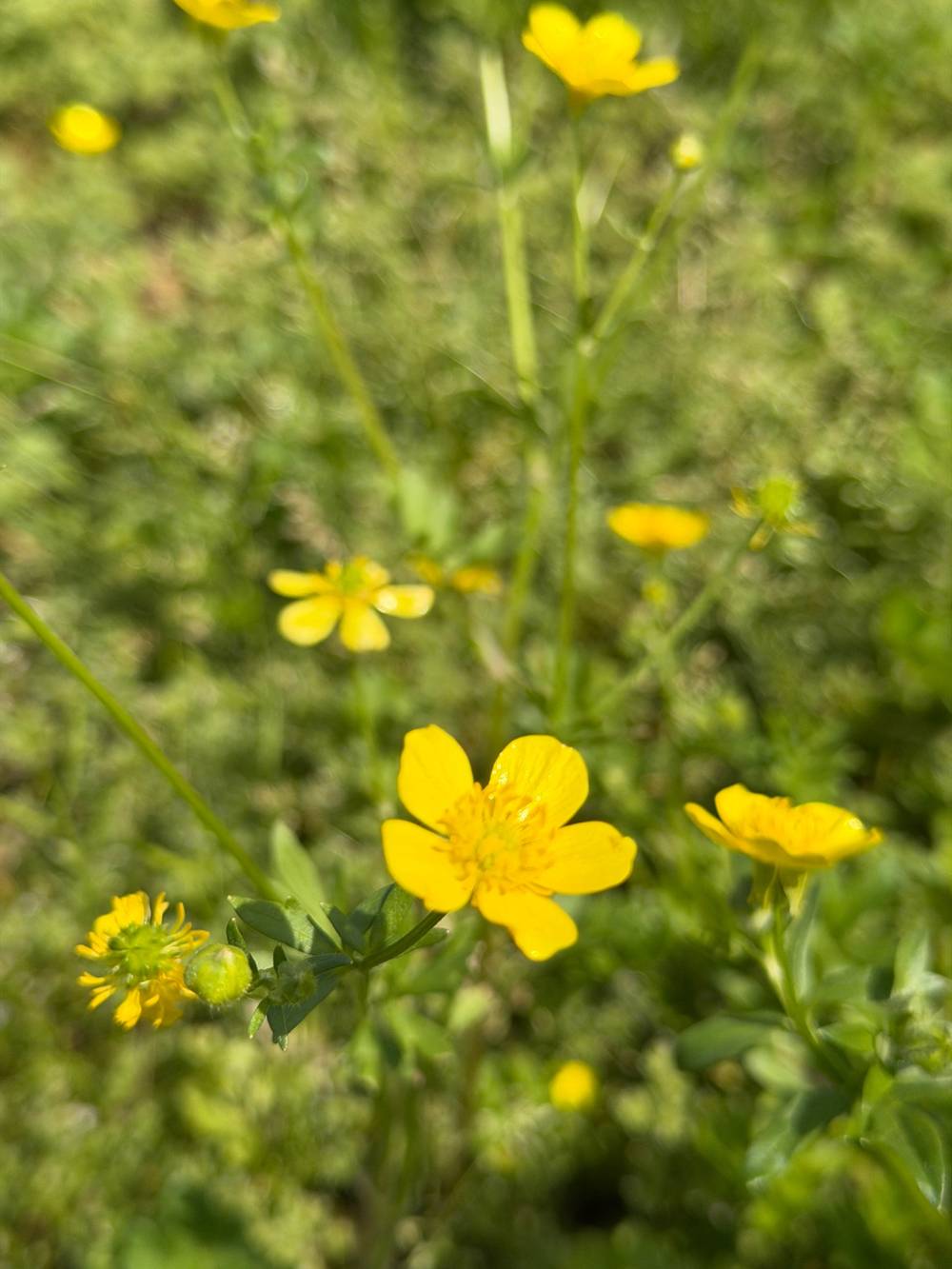 More Little yellow flowers with shiny petals on a tall green stem swaying in the breeze with a green background