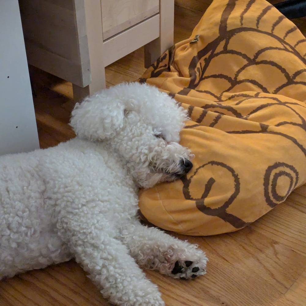 Taking a nap on mommy's taiyaki pillow that I stole 🫣😴, photo 1 of 1