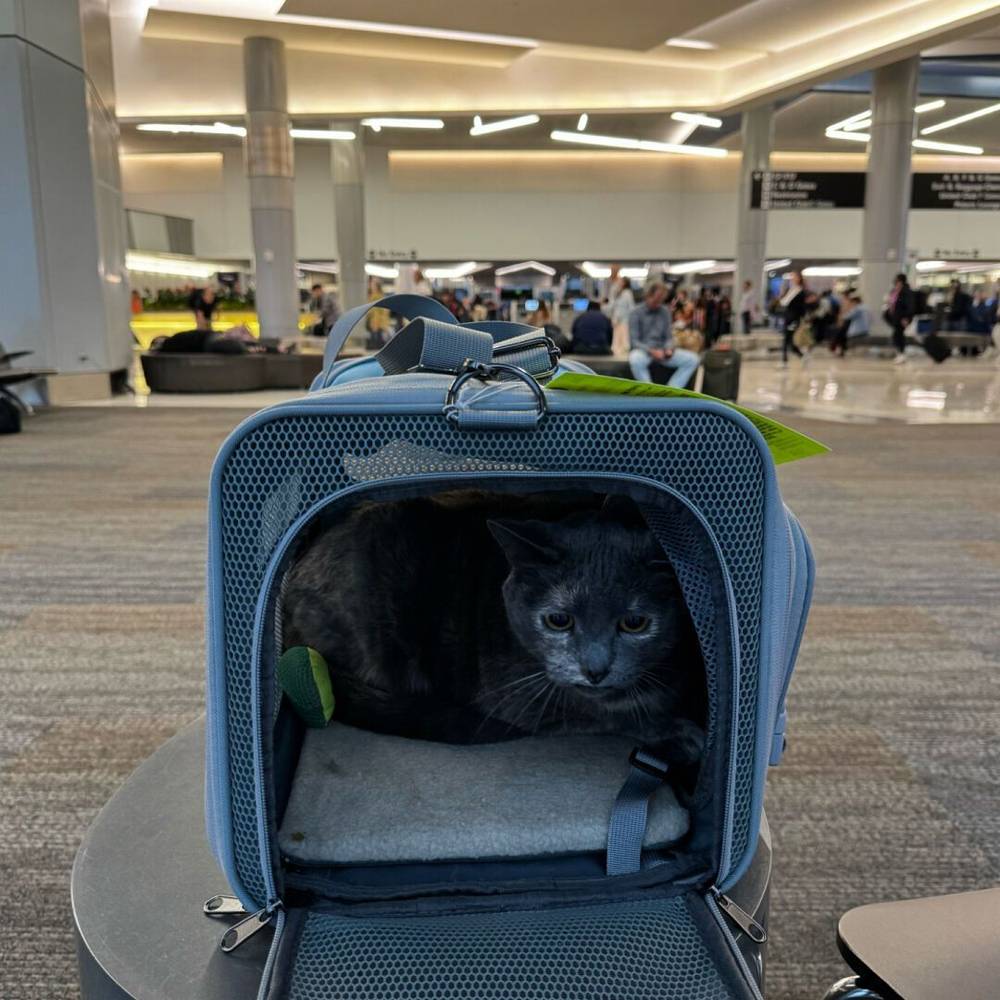goodbye san francisco