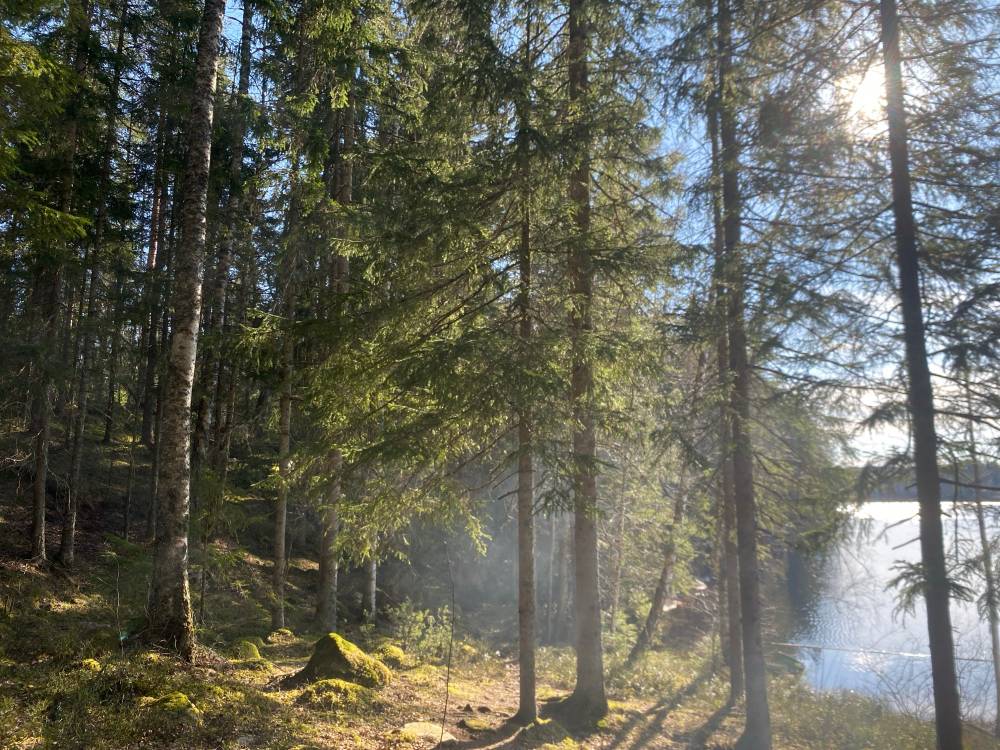 Sunlight breaking through a conifer forest, with moss-covered rocks on the forest floor and a lake visible between the trees.