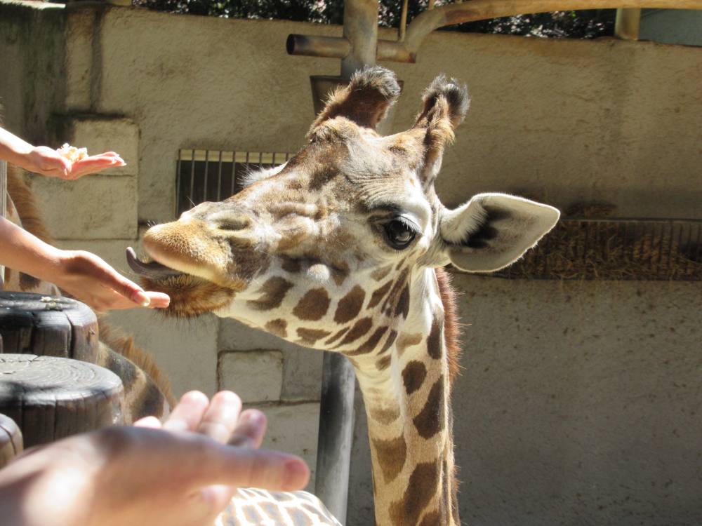 A giraffe being fed by visitors of the zoo