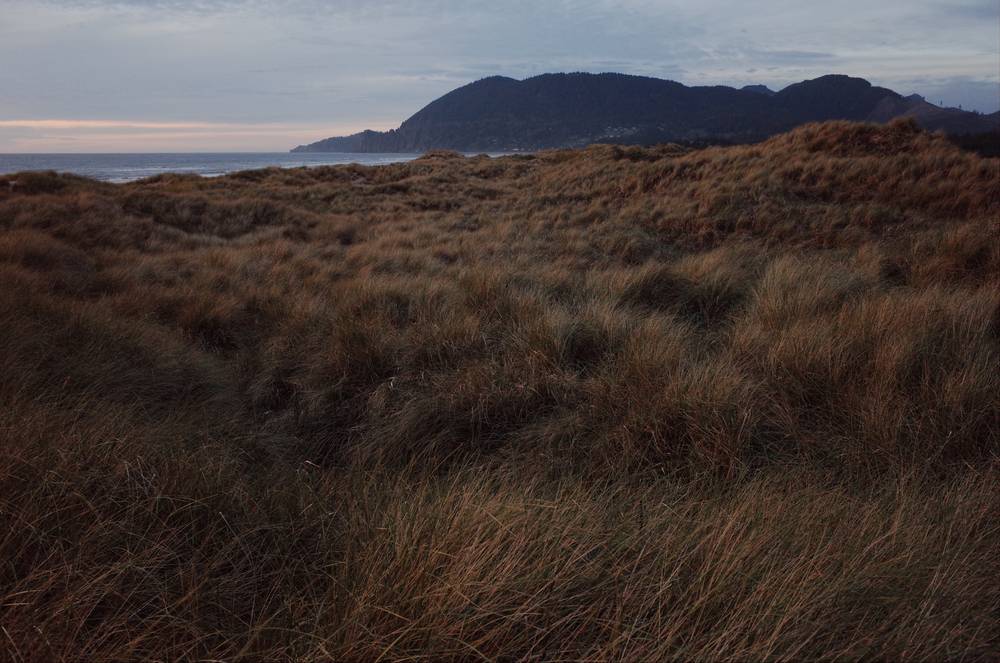 Windswept coastal dune grass in the foreground, golden-brown and tangled, leading to a dark forested headland rising across a bay under an overcast dusk sky. A sliver of ocean and pale horizon light is visible to the left.