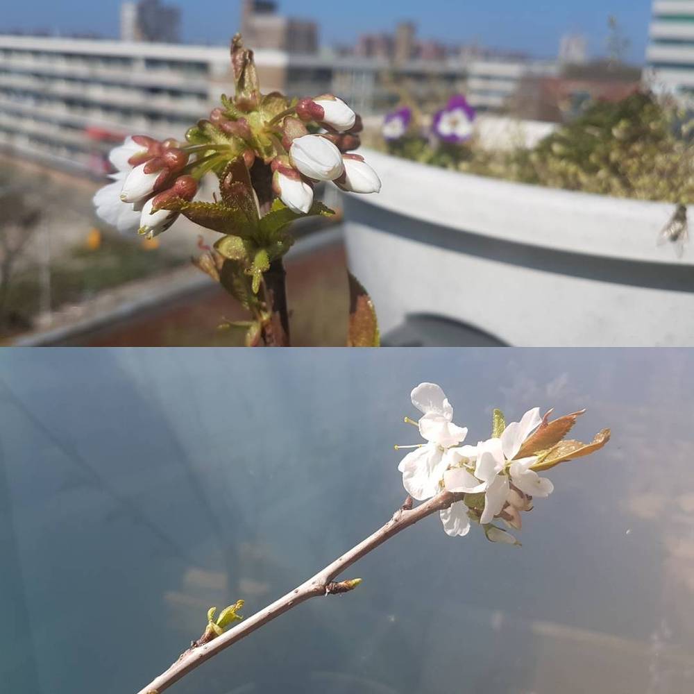 Cherry tree already got its first blossom! 🍒