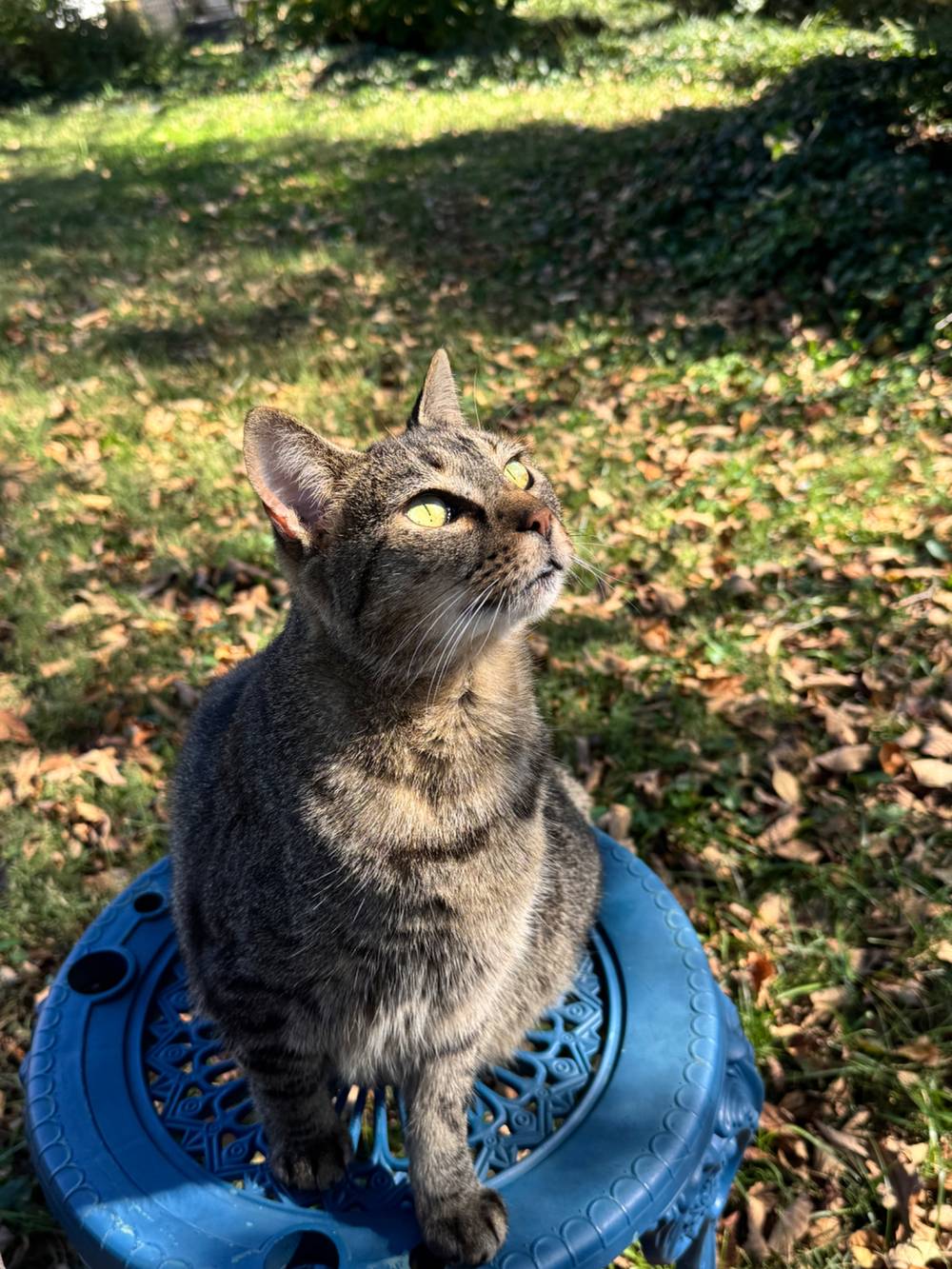 Basil