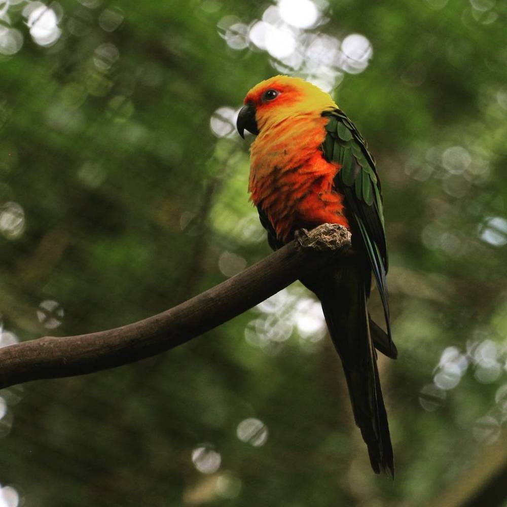 Little parrot