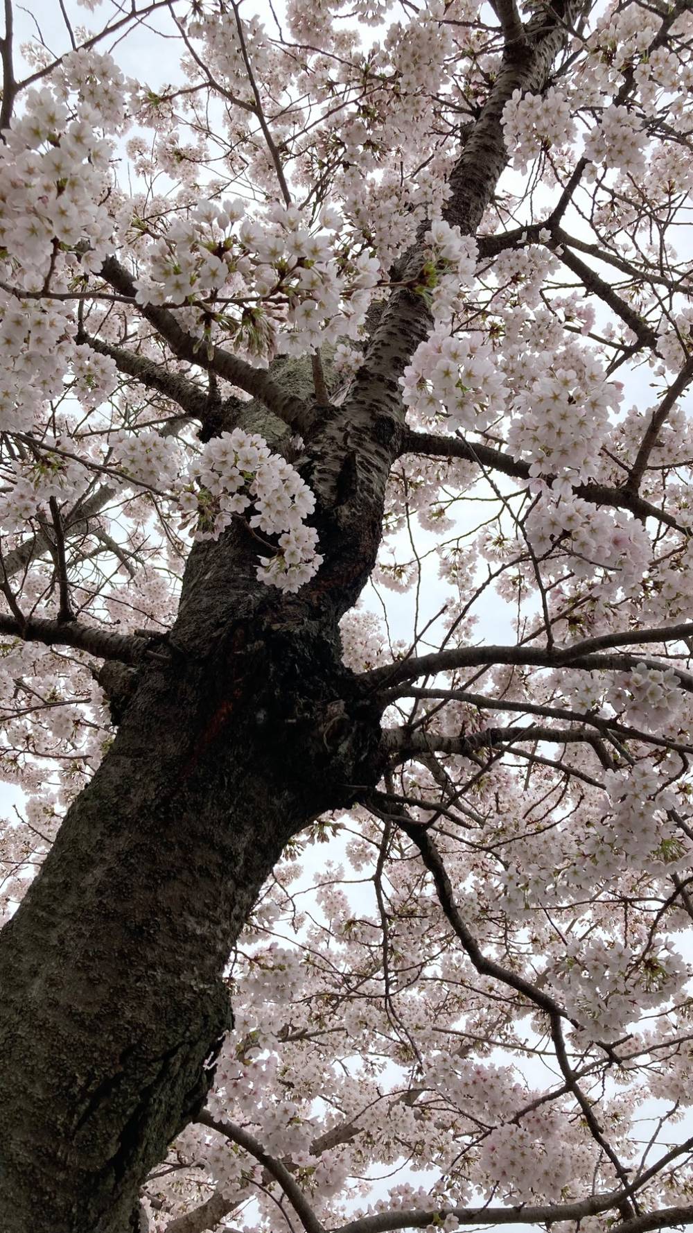 桜, photo 1 of 1