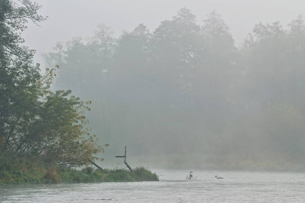 Distant view of a fog covered river with a pair of swans in the water. In the background, a line of trees barely visible through the mist.