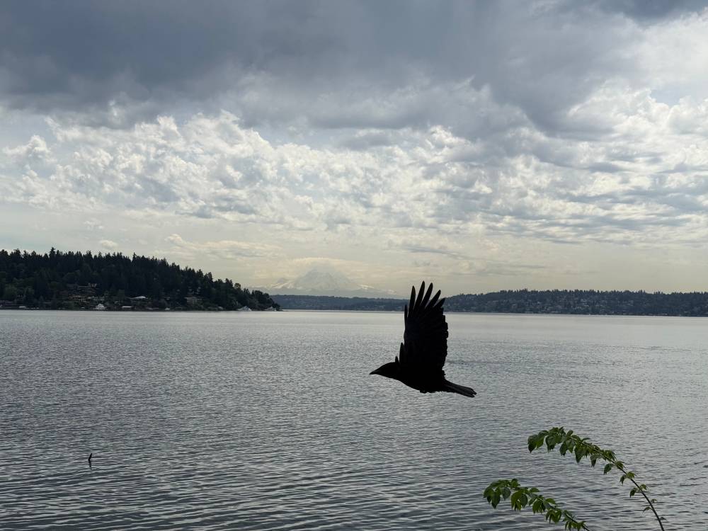 Rainier - crow