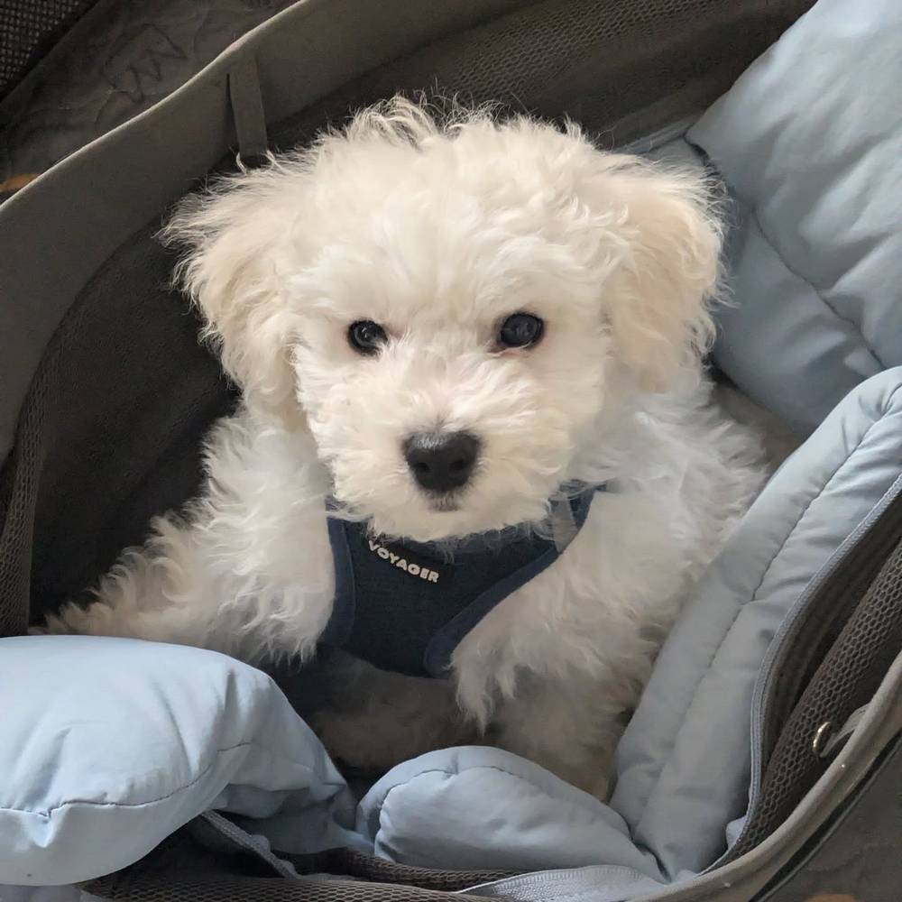 Mom says I could be a dog model- I'm not sure 🤔
