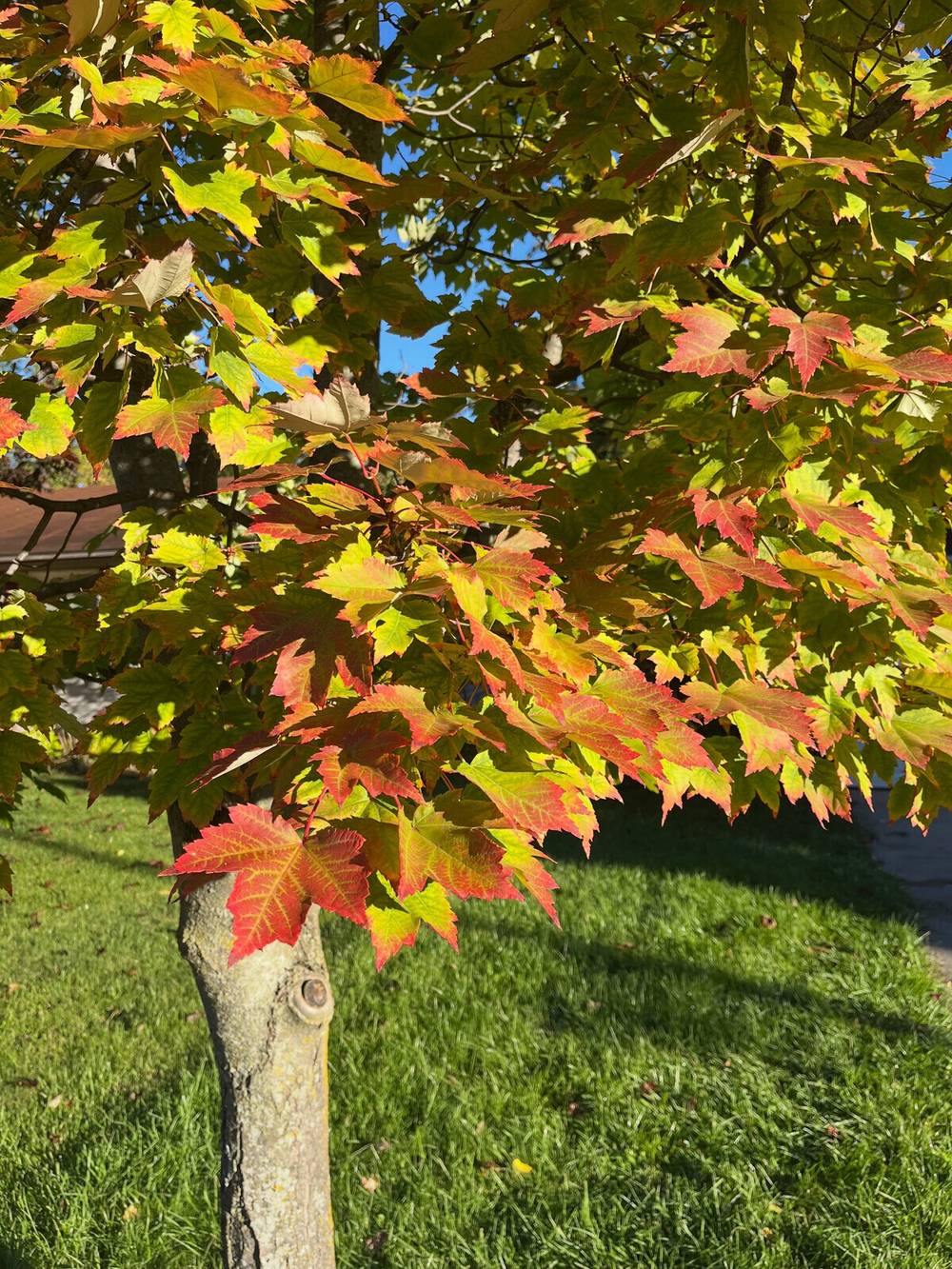 📷🍂 Tracking the fall progress through the maple in my front yard 2026.10.05.
