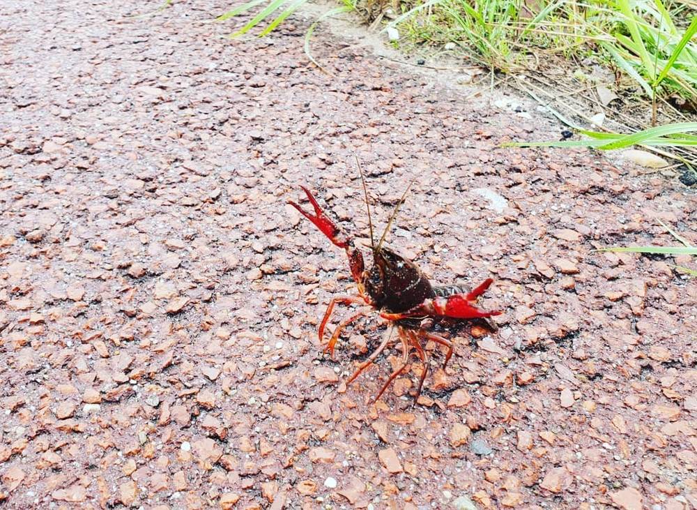 A crayfish on a paved surface, claws raised.