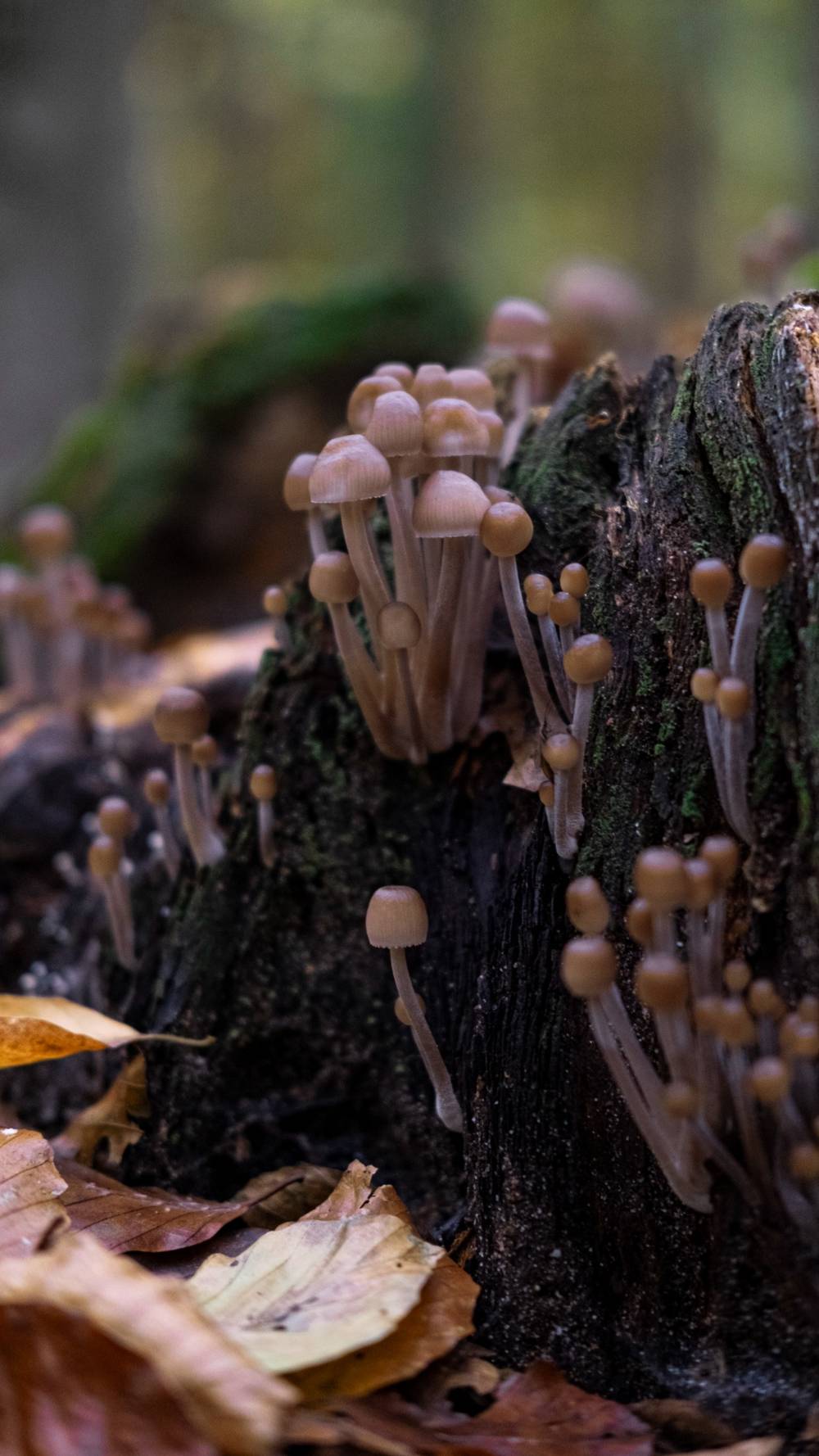 shrooms 🌀