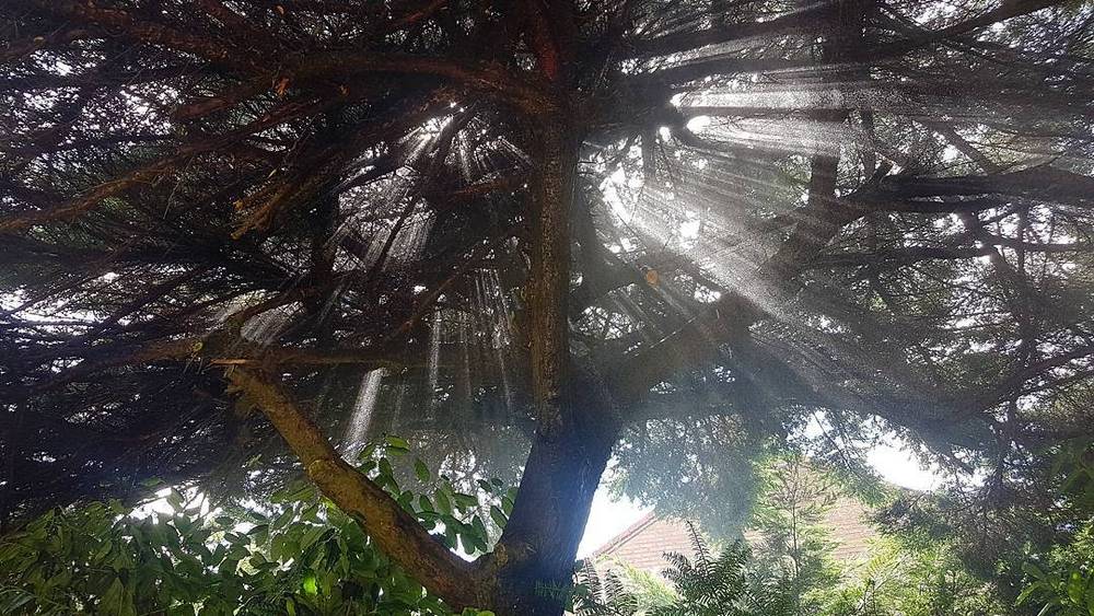 Sunbeams streaming through the branches of a large tree.
