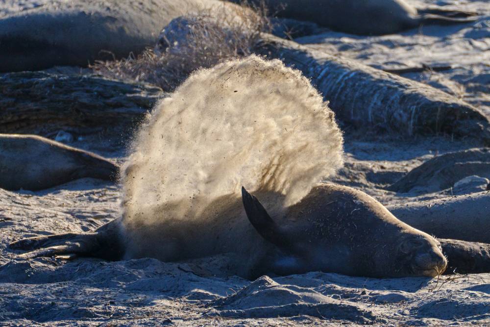 Elephant Seals at Año Nuevo State Park