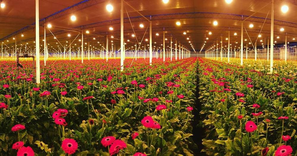 Rows of red gerbera flowers growing in a greenhouse under warm lighting.