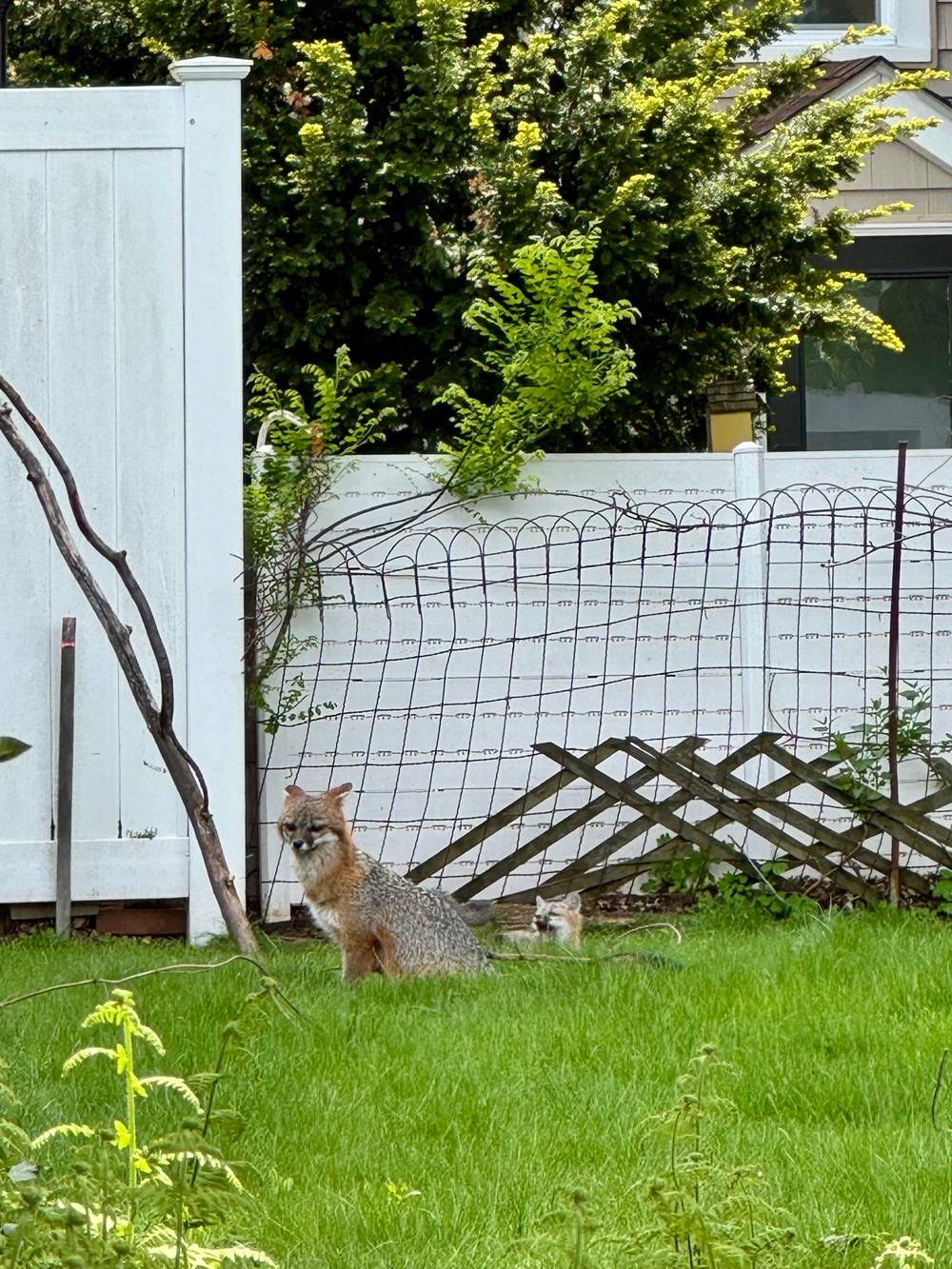 What did the fox say?
