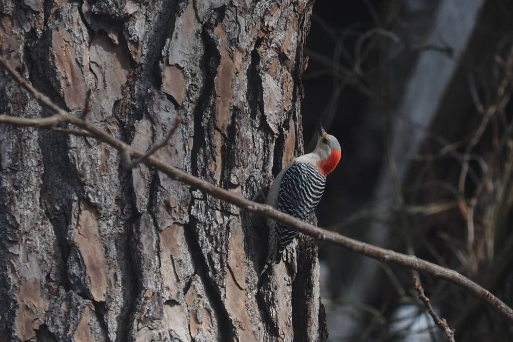 The back of a red-bellied woodpecker clinging to a tree.