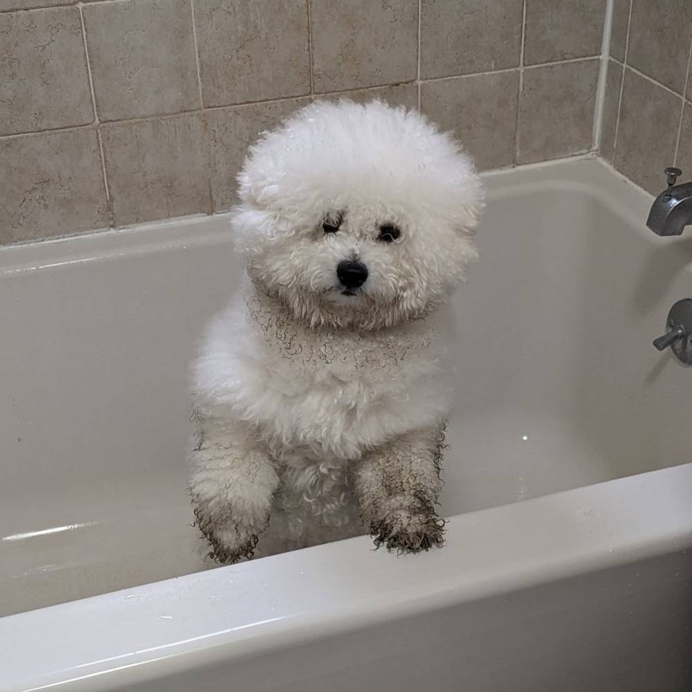 I hate the rain and I especially hate needing a wash after being forced to go potty in the rain 😡, photo 1 of 1