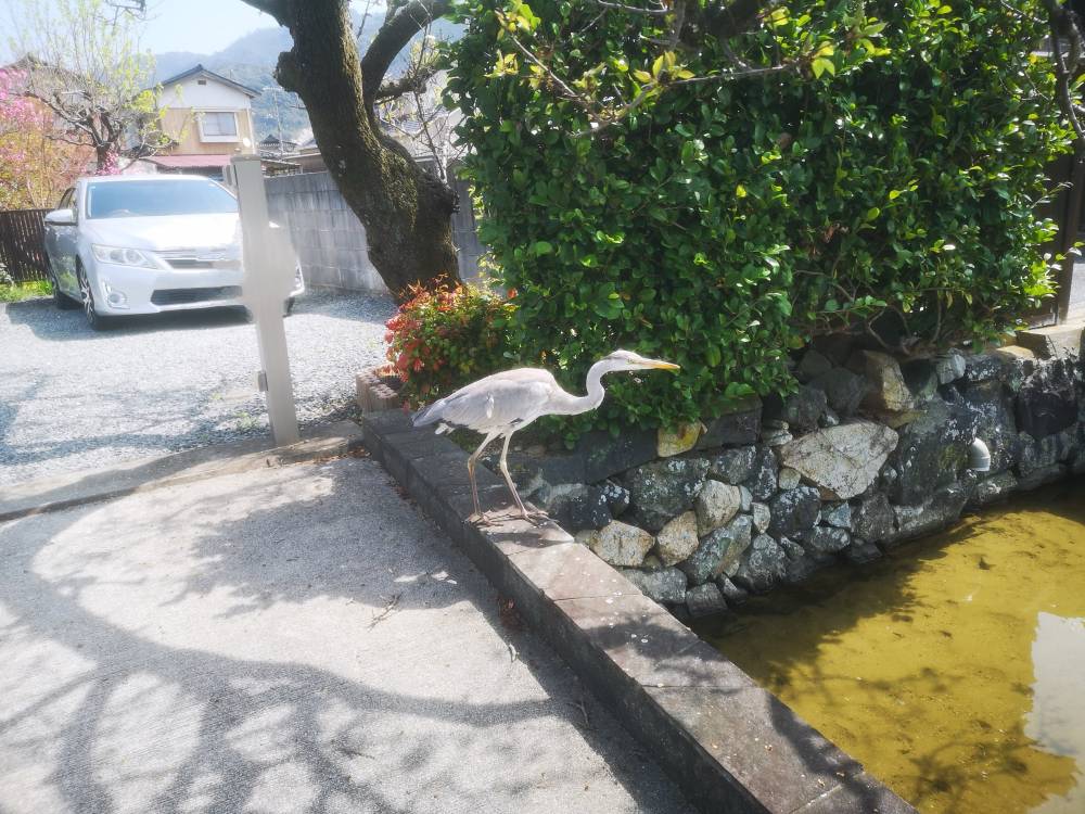 Grey Heron…maybe…