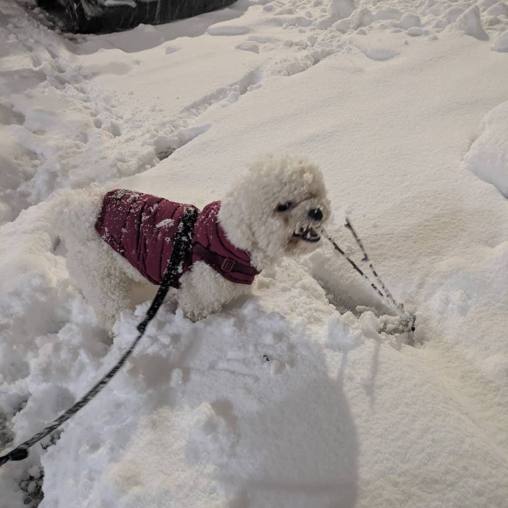 Even during a blizzard, I can't resist a good stick 🌨️