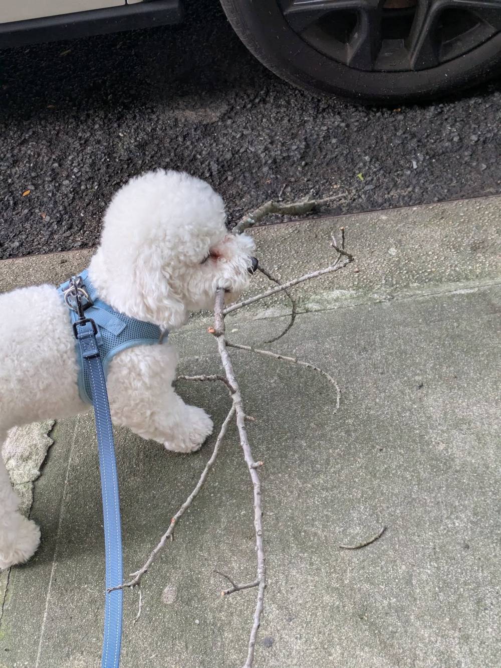 Today's find: big stick, photo 1 of 1