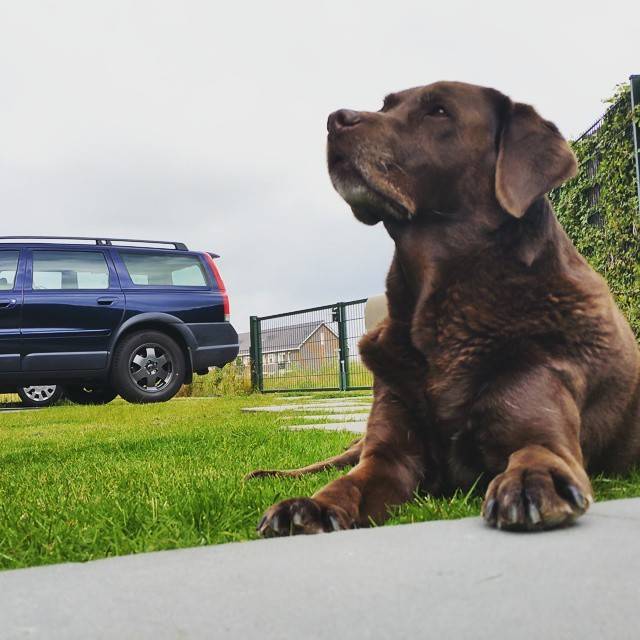A brown Labrador lies on grass looking up, with a parked car behind it.