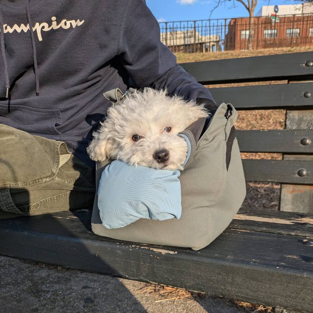 First time at the park! I stayed in my bag, but I loved watching the dogs and the people 😍, photo 1 of 1
