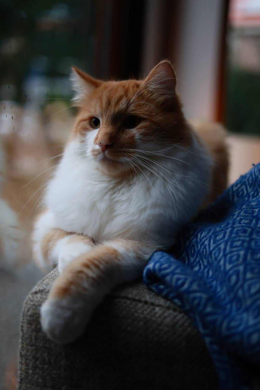 Guido's cat Guus