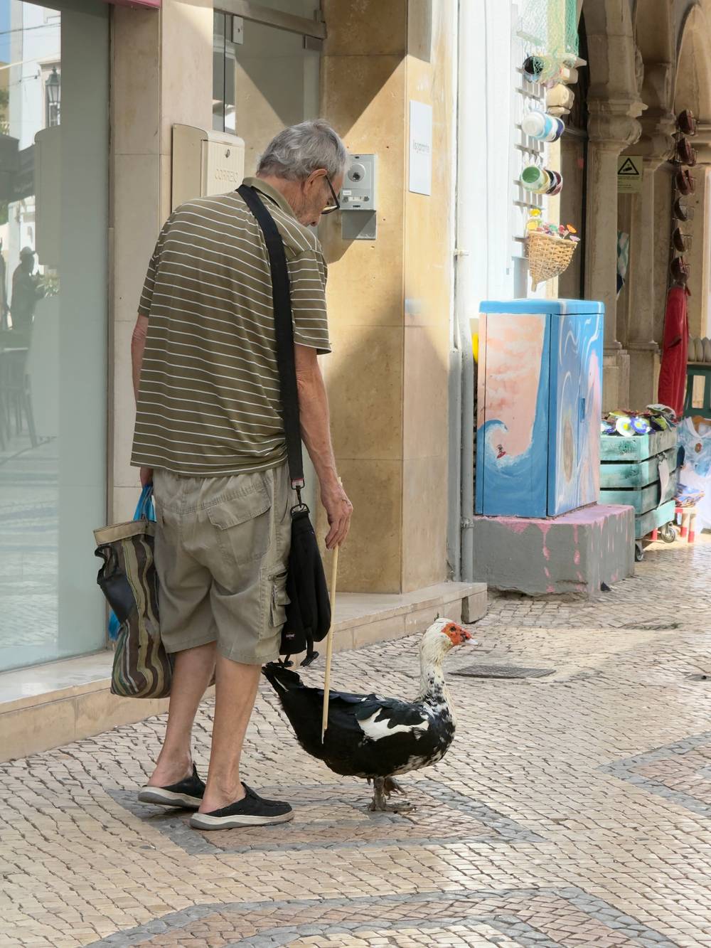 Goose's Daily Walk