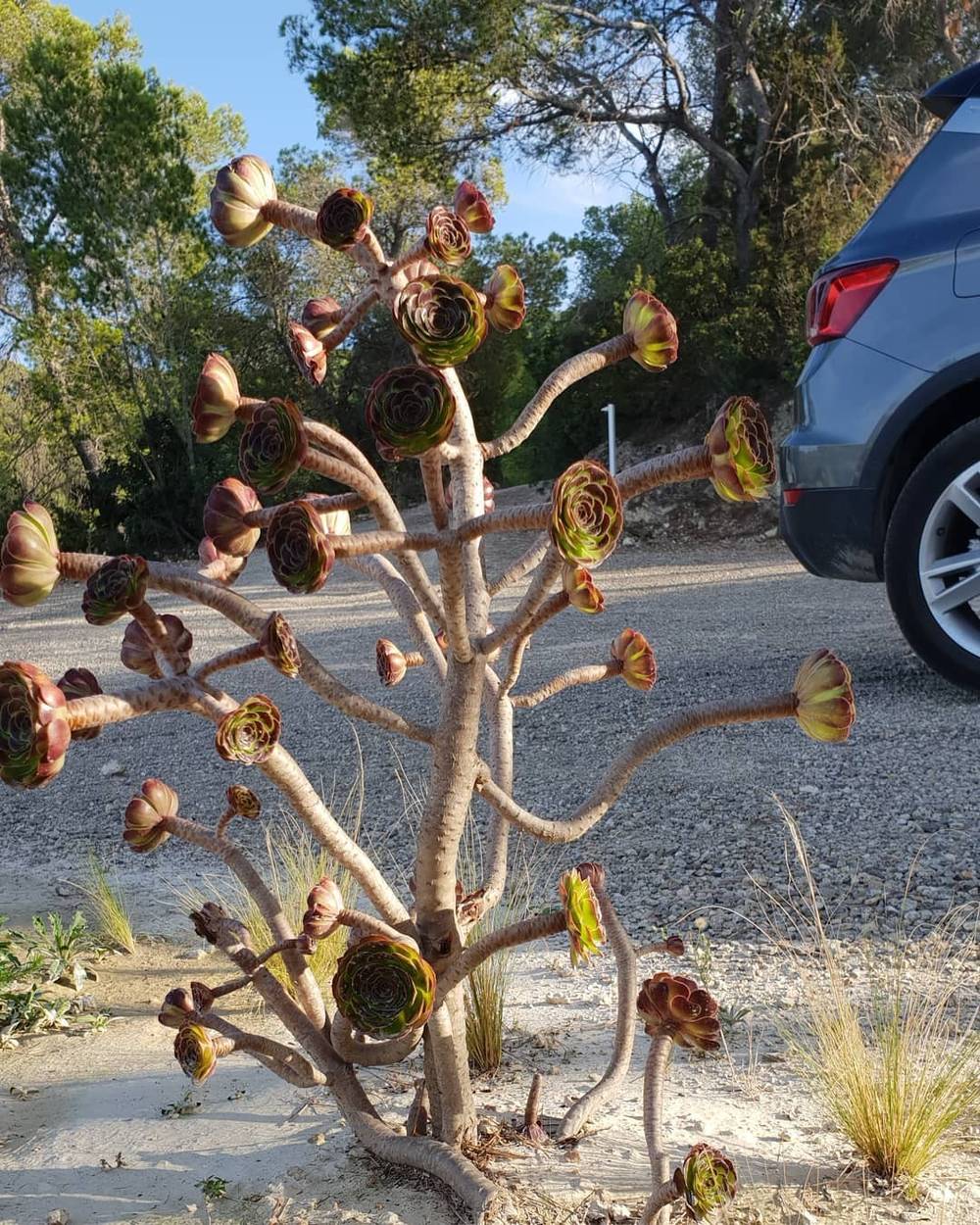 A dried agave plant with seed pods, a parked car in the background.
