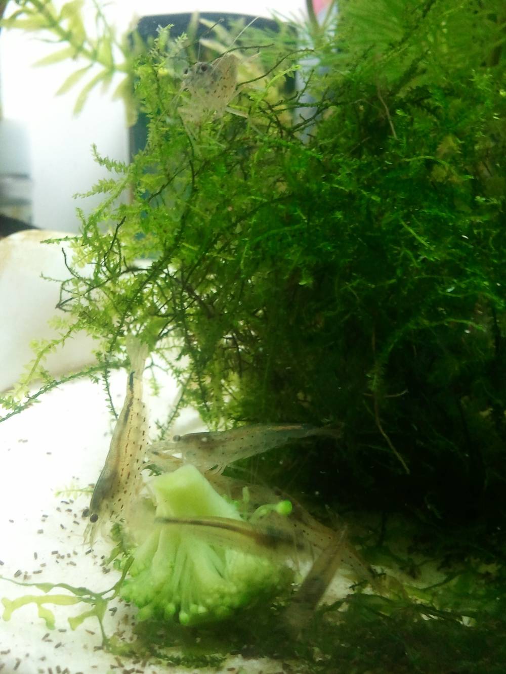 A tiny shrimp hides among green moss resembling miniature broccoli in an aquarium.