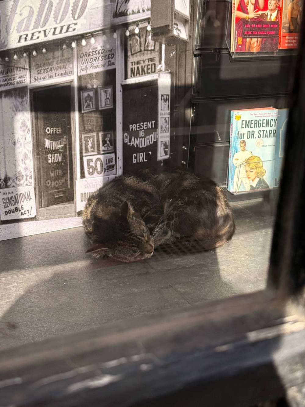 A tabby cat curled up in the sun in front of some vintage erotica and pictures of old sex shops