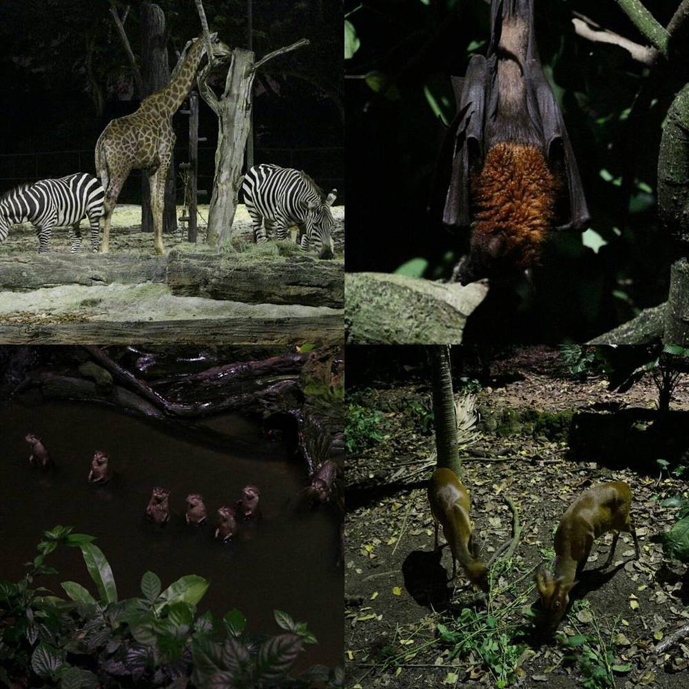 Collage of zoo animals including a giraffe, zebras, a bat, and monkeys.